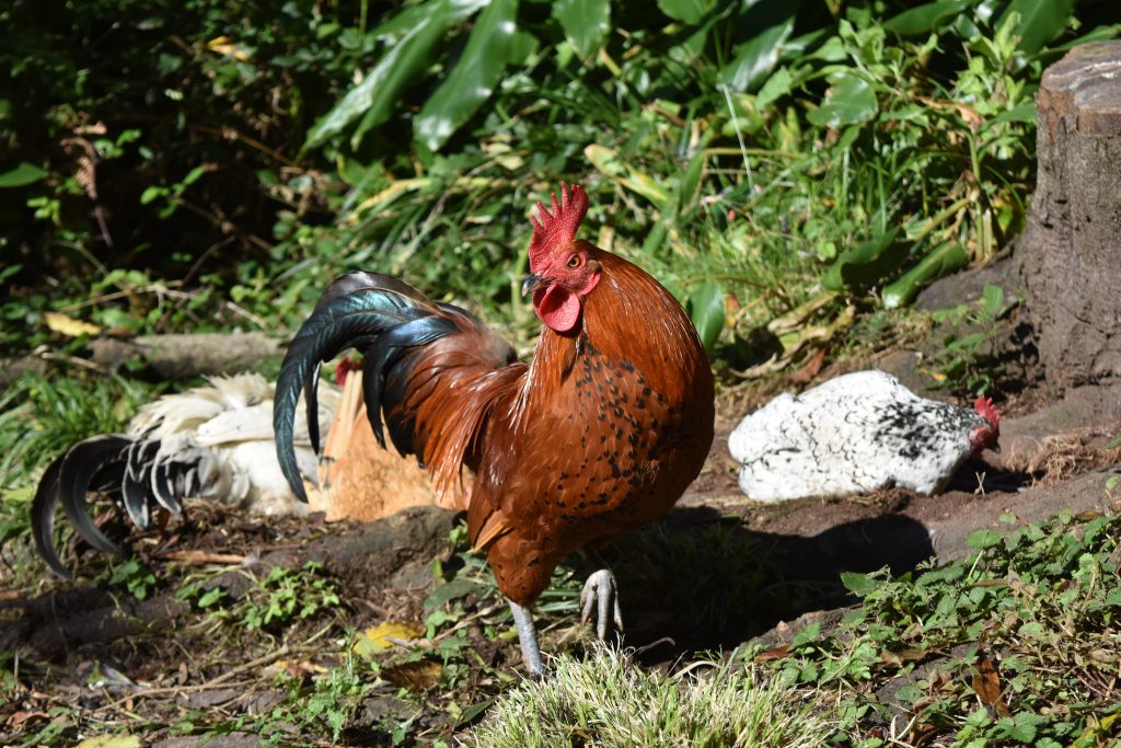 Ветеринарная служба информирует: В Ростовской области обнаружен птичий грипп