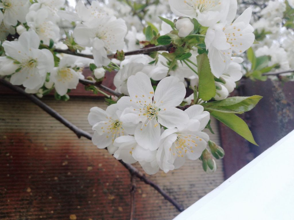 Весна-2024: Апрельское пробуждение природы в Заветном