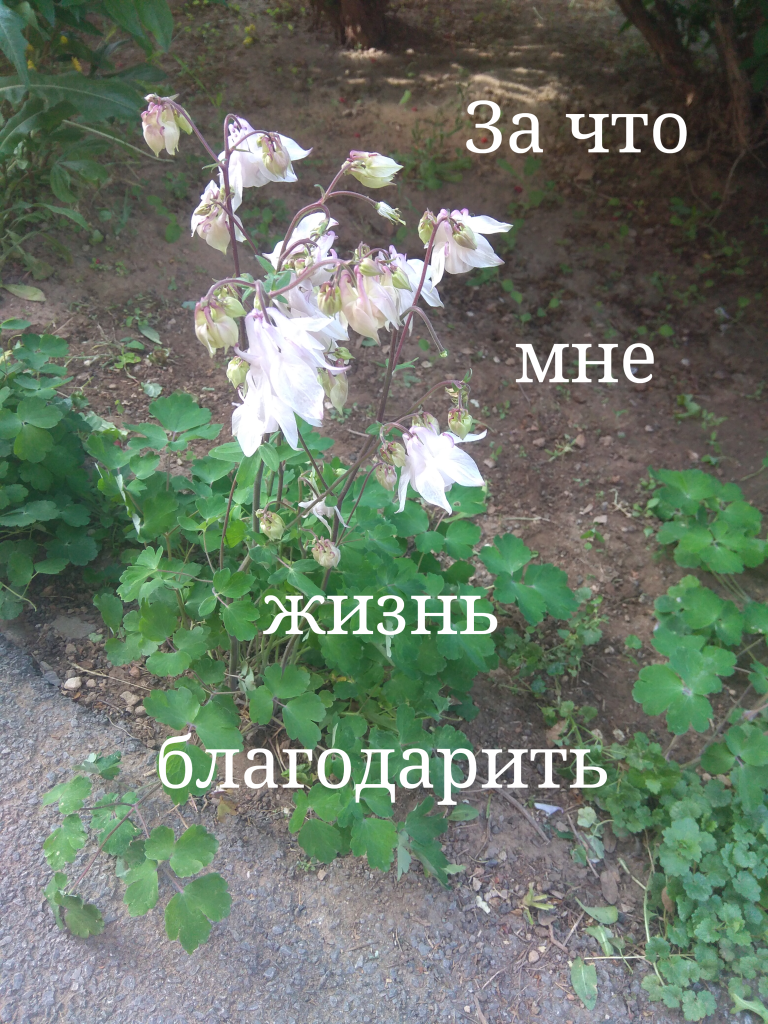 За что мне жизнь благодарить