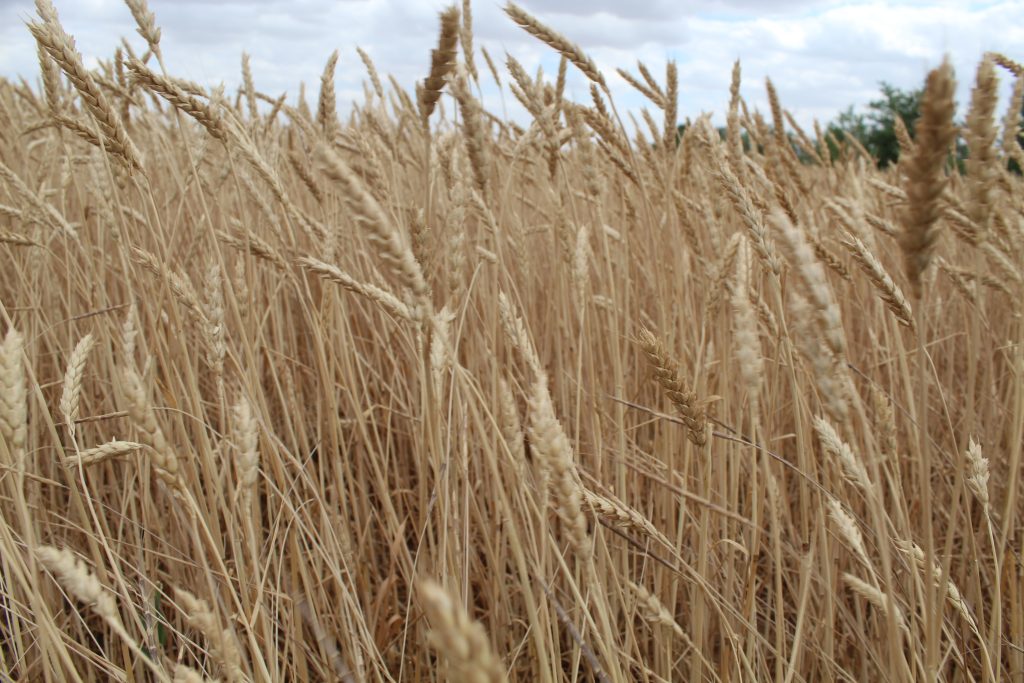 В Заветинском районе полностью завершена уборка зерновых культур