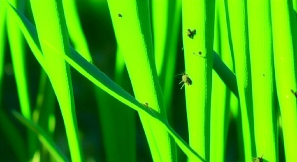 Донским аграриям следует обратить внимание на зернового клеща