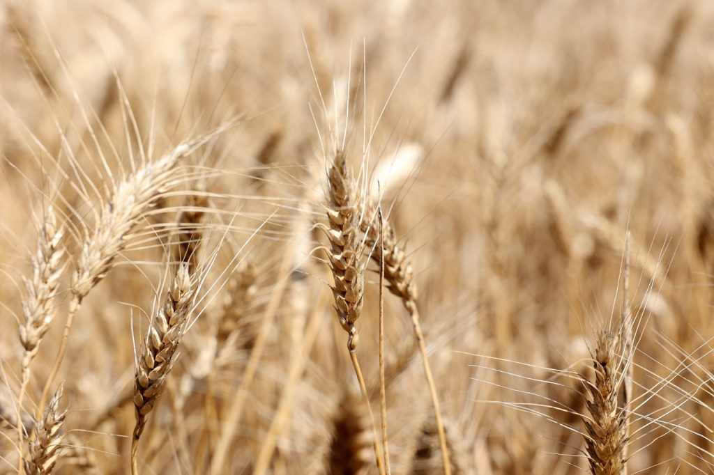 Власти Дона направят обращение в российское правительство в поддержку аграриев