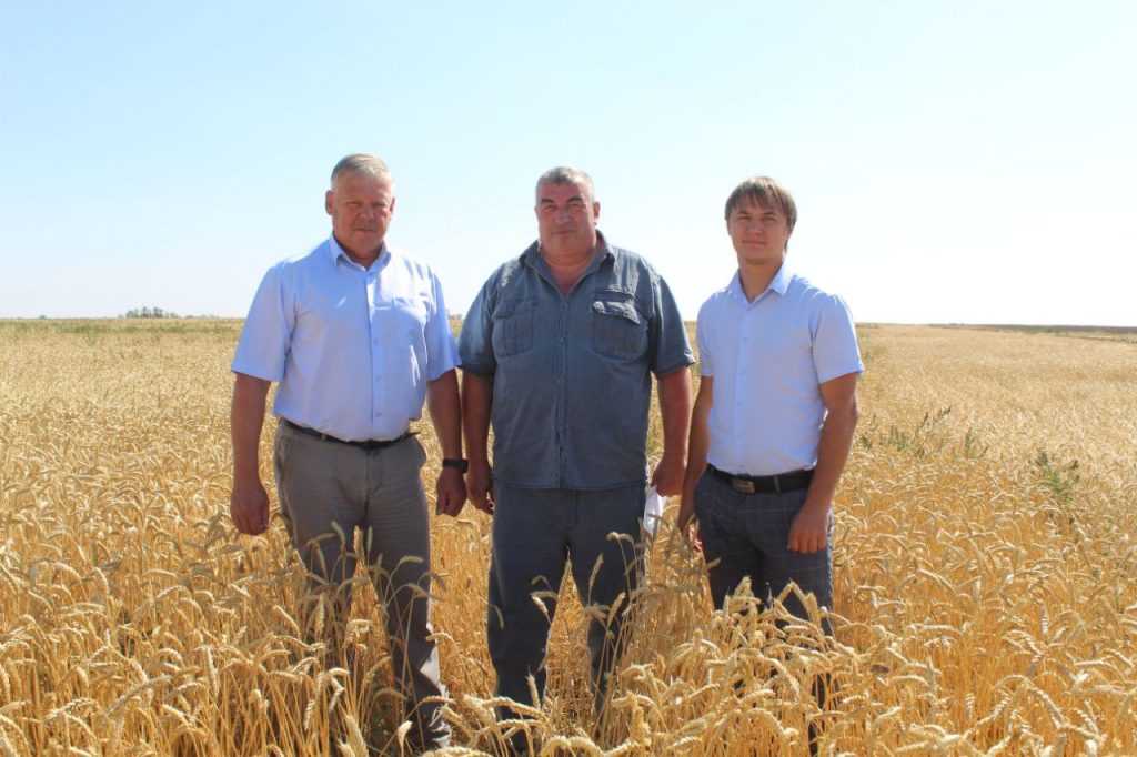 В хозяйстве ИП главы К(Ф)Х Александра Повзикова планируется убрать 5200 га